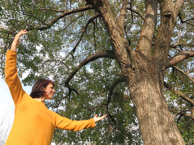 romana-baum