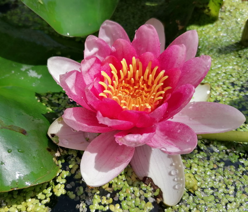 seerose01